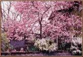 [State Tree, Tulip Tree]