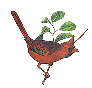 [State Bird, Cardinal]