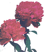 [State Flower, Peony]