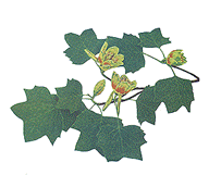 [State Tree, Tulip Tree]